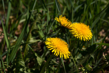 dandelion in the grass