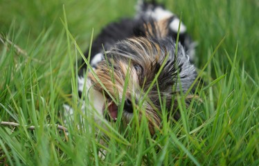 Yorkshire Terrier Welpe spielt im Gras