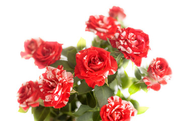bouquet of red roses on a white background in soft light
