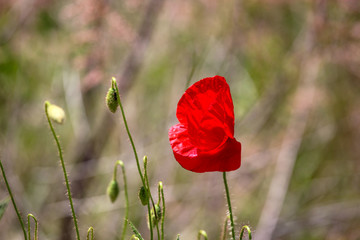 Obraz premium Mak Jest Rośliną Kwitnącą W Podrodzinie Papaveroideae Z Rodziny Papaveraceae.