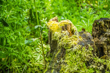 The young green moss on the bark of a tree in the forest of poplar
