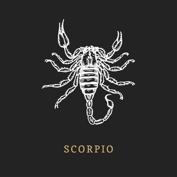 Scorpio zodiac symbol, hand drawn in engraving style. Vector graphic retro illustration of astrological sign Scorpion.