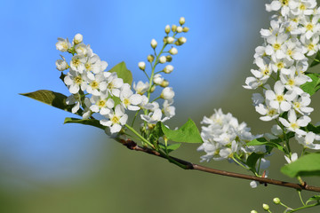 Close up of flowers on a bird cherry (prunus padus) tree