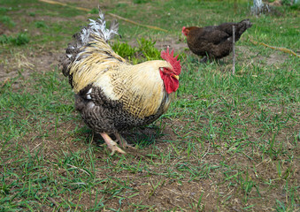 Cock with hen at solar day by springtime