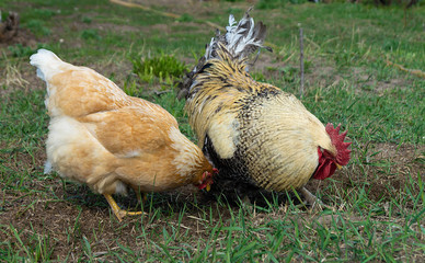 Cock with hen at solar day by springtime