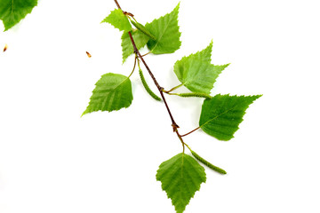 Spring birch leaves isolated on white background