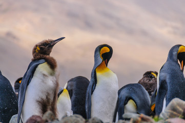 King Penguins at Fortuna Bay