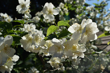 Fleurs blanches et parfumées dans le jardin au printemps