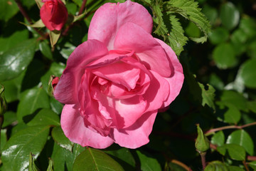 Magnifique rose rose bien épanouie sous les rayons du soleil au printemps