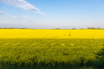 Obraz premium Open field with yellow flowers