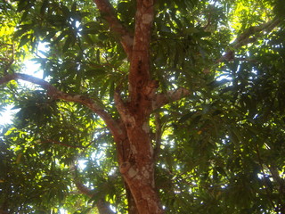 Arbol en Brasil, estado de Tocanytins