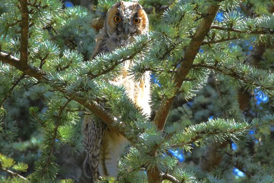 Gufo Comune (Asio Otus)