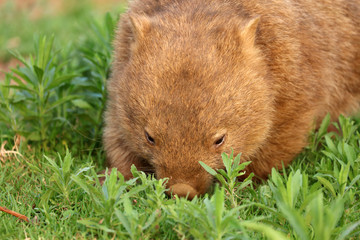 Wombat beim Grasen