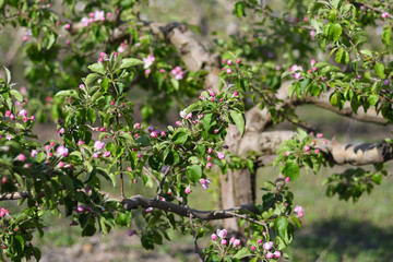 Branches of apple tree blossom