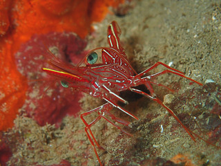 Hinge-beak Shrimp Rhynchocinetes durbanensis on hard coral during leisure dive in Sabah, Borneo.