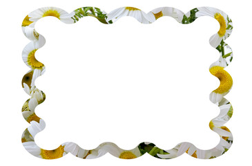 frame of green leaves and daisies