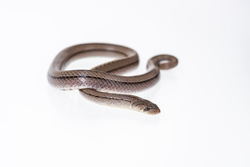 Striped kukri Snake on white background, Scientific name:Oligodon taeniatus, snake of Thailand
