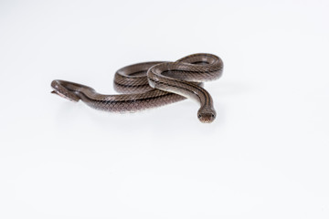 Striped kukri Snake on white background, Scientific name:Oligodon taeniatus, snake of Thailand
