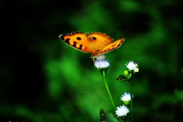 butterfly on flower