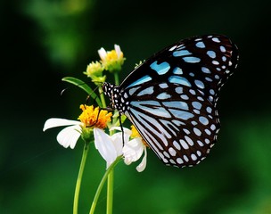 butterfly on flower