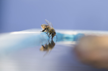 Bee drinking
