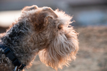 Mugshot Pose of a Lakeland Terrier