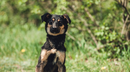 Dog sitting in the grass