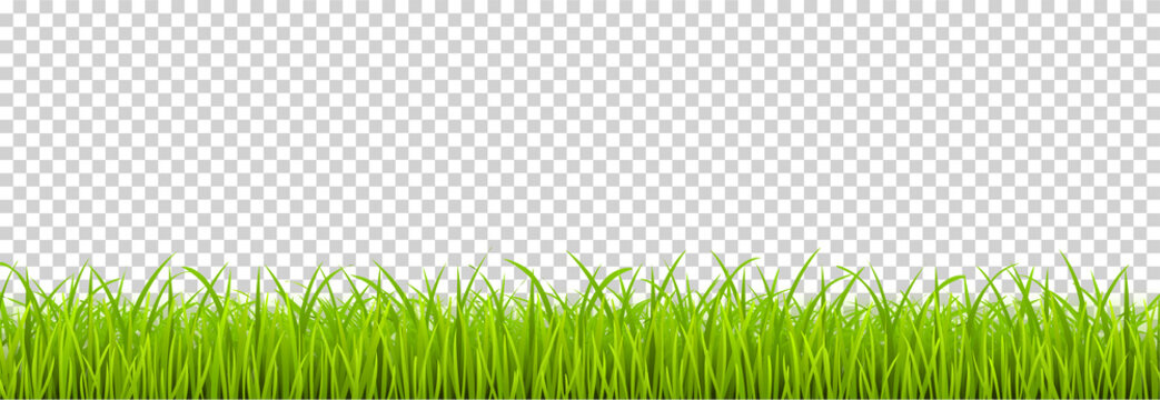 Green Grass realistic. Spring grass, field, nature eco - stock vector.
