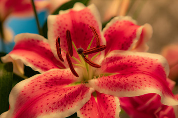 Fototapeta na wymiar Pink Lily Flower Bokeh Closeup