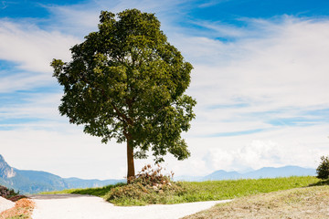 alone tree in countryroad in dolomiti in italy trentino