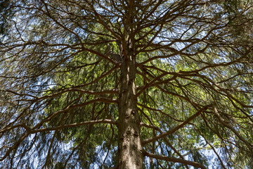 Beautiful Trees Wombat Hill Victoria Australia