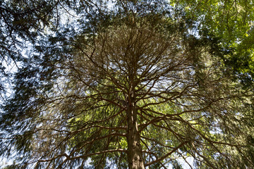 Beautiful Trees Wombat Hill Victoria Australia