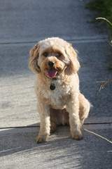 Cavoodle Or croos between a King Charles Cavalier and Poodle