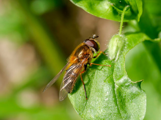 Bee close-up picture