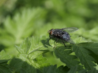Fly macro phography 