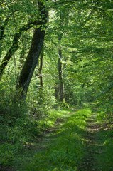 Obraz premium retail of big trees in the forest at spring