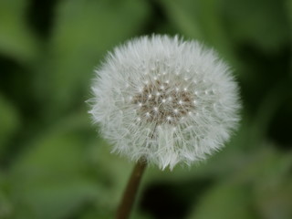 Obraz premium Close up of a white dandelion seeds