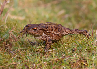 Common Toad (Bufo Bufo) in spring walking to a breeding pond.  Taken at Forest Farm Nature Reserve, Cardiff, South Wales, UK