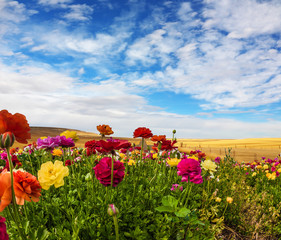 Blooming kibbutz field