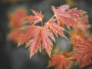 Leaf with blurred background