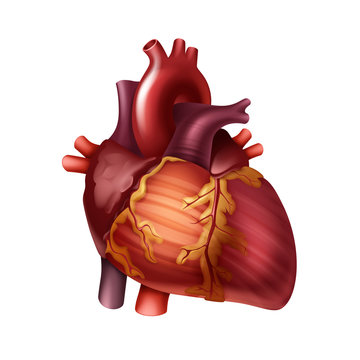 Vector red healthy human heart with arteries close up front view isolated on background