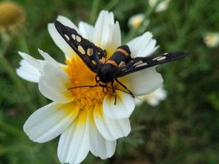 Butterfly in flower