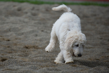 Junger Labradoodle - Hund spielt