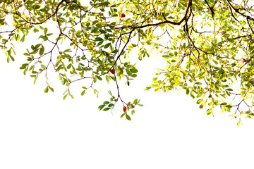 Green leaf and branches on white background