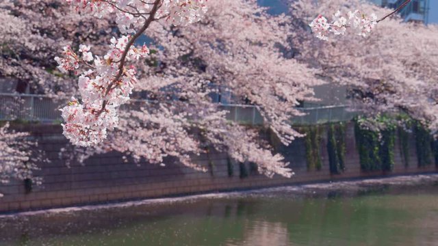 水辺に咲く満開の桜