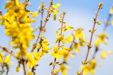 Beautiful park countryside garden view of blooming yellow small flowers with leafs.