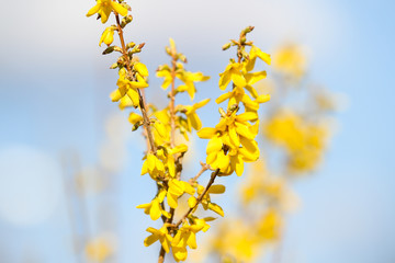 Beautiful park countryside garden view of blooming yellow small flowers with leafs.