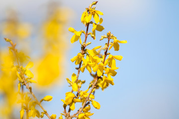 Beautiful park countryside garden view of blooming yellow small flowers with leafs.