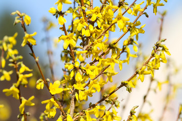 Beautiful park countryside garden view of blooming yellow small flowers with leafs.