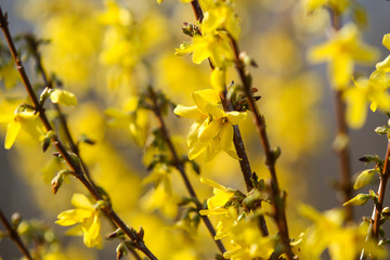 Beautiful park countryside garden view of blooming yellow small flowers with leafs.